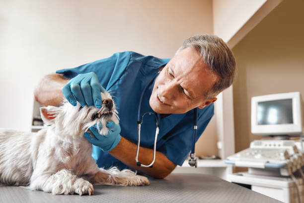 Best Emergency Tooth Extraction in High Ridge, MO
